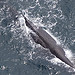 Kaikoura ,Whale Watching