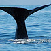Kaikoura ,Whale Watch